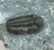 Ardrisiops weugi Phacopid Trilobite