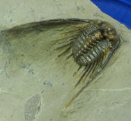 Leonaspi spinicurva Dramatically Spined Trilobite