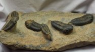 Rare Sokhretia Ordovician Trilobites Natural Death Assemblage
