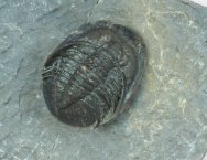 Tropidocoryphe cf filicostata