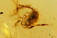 Cretaceous Amber with Scorpion