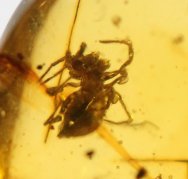 Spider in Rare Cretaceous Amber