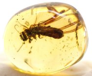 Termite in Dinosaur Age Burmite Amber