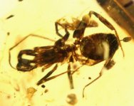 Whip Scorpion Amblypygi in Cretaceous Amber 