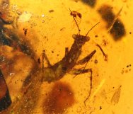 Supremely Rare Cretaceous Praying Mantis in Fossil Amber