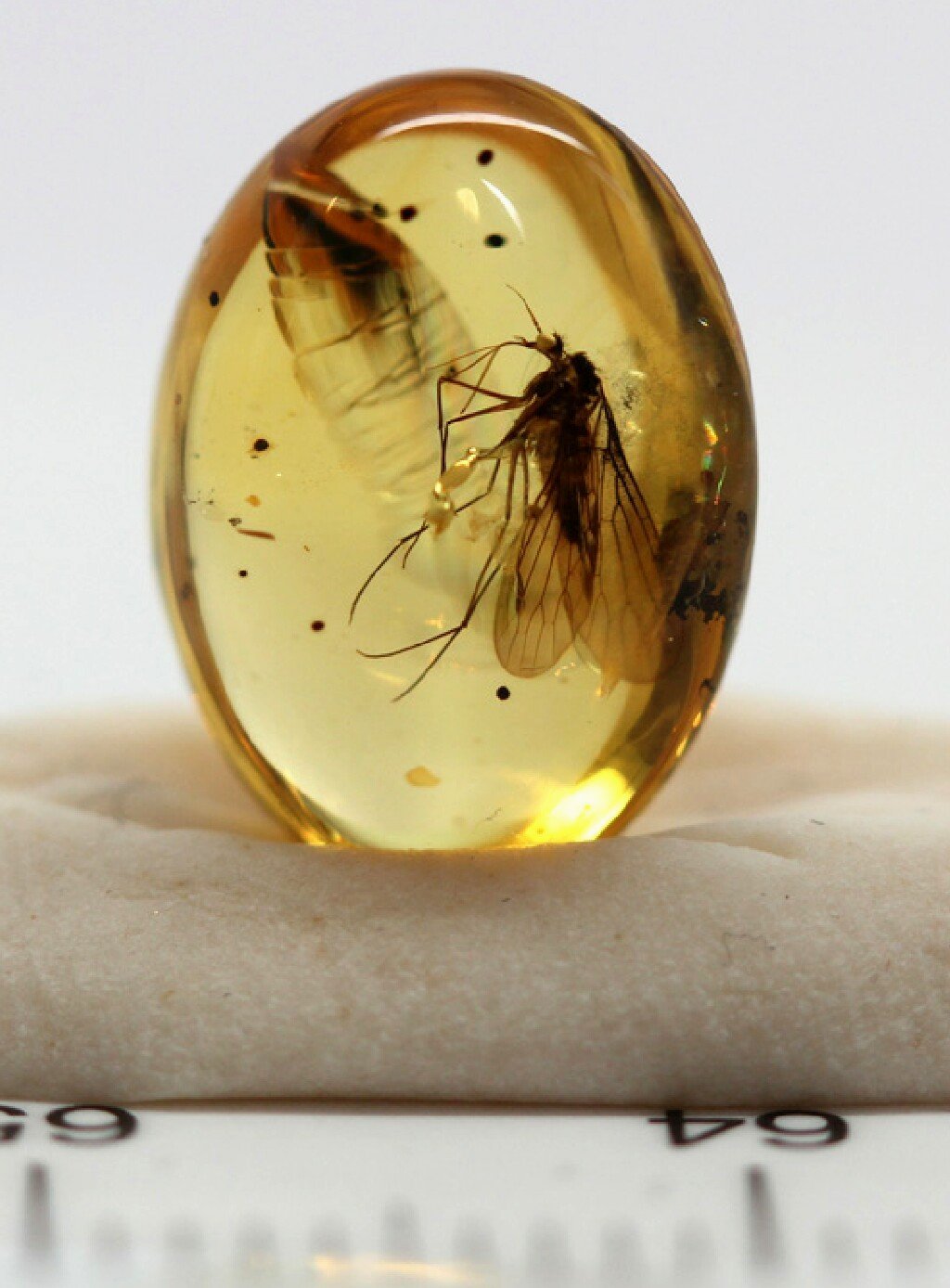 Untreated Clean Natural Burmite Burma Myanmar Amber Insect dinosaur age fossil 