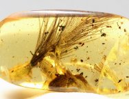 Fossil Amber Feather
