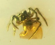 Spider in Burmite Fossil Amber