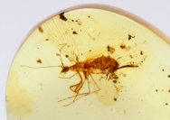Mantisfly in Fossil Amber 
