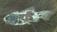 Elonichthys Mazon Creek Fish Fossil