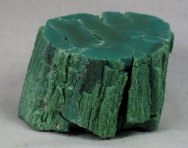 Araucarioxylon arizonicum Petrified Wood