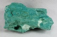 Araucarioxylon arizonicum