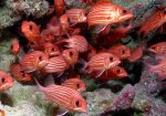 Osteichthyes bony fishes