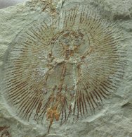 Museum Cyclobatis minor Skate Fish Fossil 