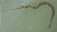 Belonostomus Cretaceous Needle Fish Fossil