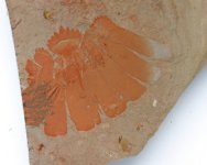 RARE Anomalocaris Oral Disk Fossil