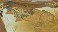 Rare Jurassic Fossil Fish Macroaethes