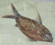 Nematonotus longispinus Cretaceous Fossil Fish