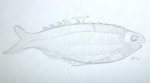 Birkenia Jawless fish art