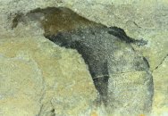 Agnatha Fish Fossil