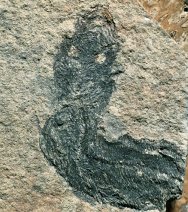 Birkenia Anaspid Fish Fossil