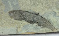 Fossil Fish Birkenia