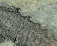 Silurian Fish Birkenia