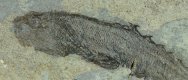 Silurian Fossil Fish Birkenia