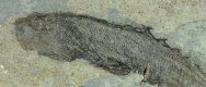 Birkenia Silurian Anaspid Fossil Fish