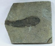  Lanarkia Fossil Fish 