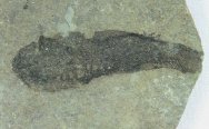 Thelodont Fossil Fish 