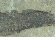 Thelodont Fossil Fish 