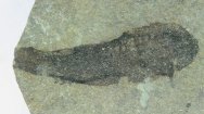 Lanarkia Thelodont Fossil Fish 