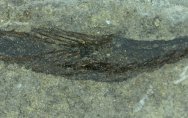 Silurian Fossil Fish Lasanius