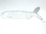 Silurian Fossil Fish Lasanius