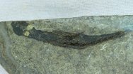 Silurian Fossil Fish Lasanius