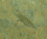 Birkenia elegans Paleozoic Jawless Fish Fossil