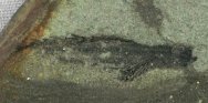 Lasanius problematicus Jawless Fish Fossil