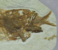 Museum Green River Fish Fossils Aspiration