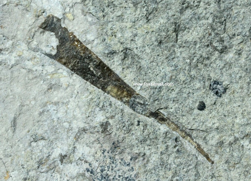 Camborhytium