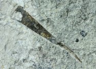 Camborhytium major