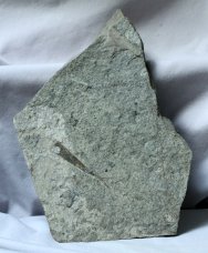 Camborhytium major