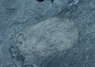 Dicerocaris opisthoeces Phyllocarid Fossil