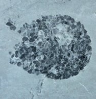 Crumillospongia Sponge Fossil