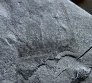 Rare Lobopodian Fossil