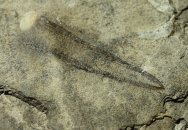 Great Ordovician Radiation Graptolite Fossils