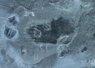 Choia Sponge and Trilobites Association