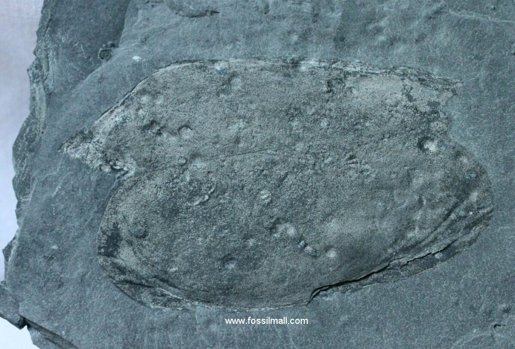 Branchiocaris