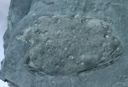 Branchiocaris Phyllocarid