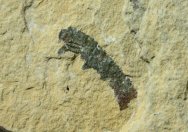 Dinocaridid Fossil